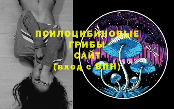 прущие грибы Медвежьегорск